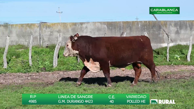 Lote TOROS POLLED HEREFORD