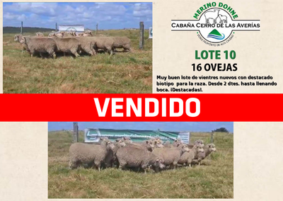 Lote LOTE 10