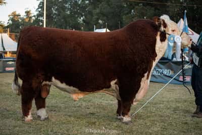 Lote Toro PP - Campeón Senior Palermo y Otoño 2022