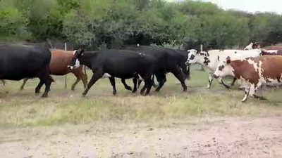 Lote (Vendido)16 Vacas de Invernada HEREFORD/ ANGUS 500kg -  en CARMELO