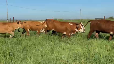 Lote 55 Vaquillonas