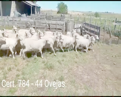 Lote OVEJAS
