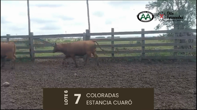 Lote 7 Vaquillonas 1 a 2 años, Artigas