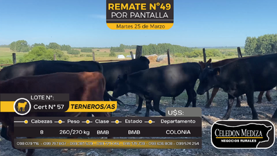 Lote 8 Terneros y Terneras en Paso Antolín, Colonia