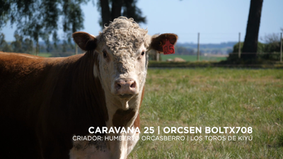 Lote ORCSEN BOLTX708