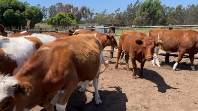 Lote 20 Vaquilla Gorda en Santo Domingo, V  Región Valparaíso