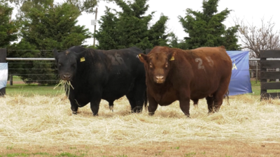 Lote TOROS ANGUS PURO CONTROLADO