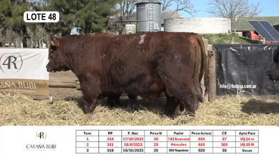 Lote TOROS PP y PC