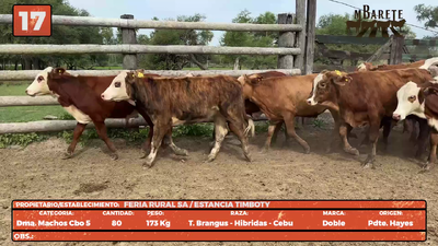 Lote LOTE 17
