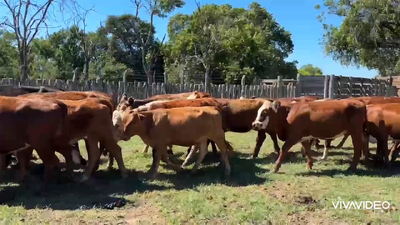 Lote 61 Terneras