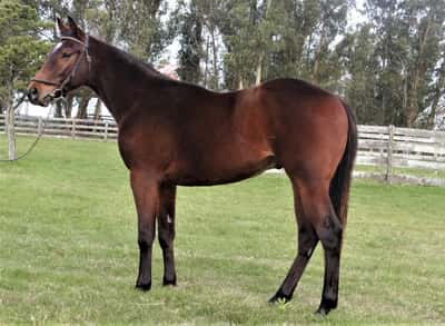 Lote OGRO PALMER