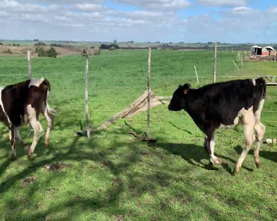 Lote (Vendido)15 Terneros 14 HO Y 1 JERSEY 102kg - , Colonia