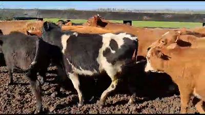 Lote 25 Terneros He y Cr AA en Bocas del Rosario
