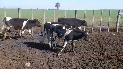 Lote 4 Terneros y Terneras HOLANDO 155kg -  en SANTA ELENA