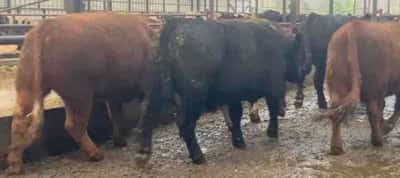 Lote 25 Novillo Gordo en Río Bueno, XIV Región Los Ríos