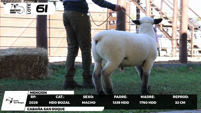 Lote LOTE 61- BOZAL