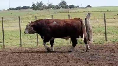 Lote TORO PO