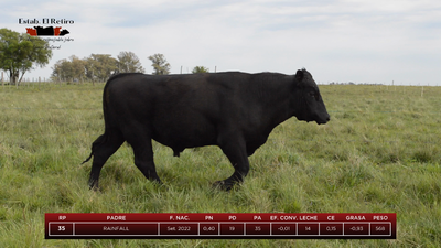 Lote Toros, Artigas