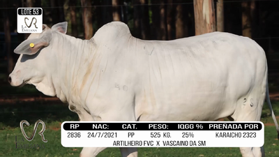 Lote LOTE 53