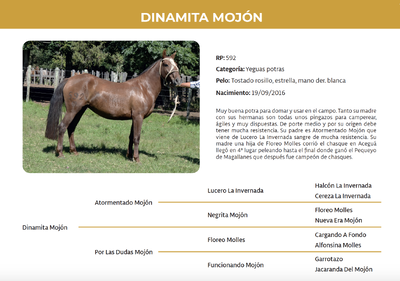 Lote Dinamita Mojón (RP 592)