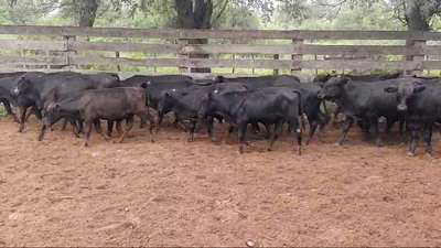 Lote 70 Terneros en Pampa de Los Guanacos, Santiago del Estero
