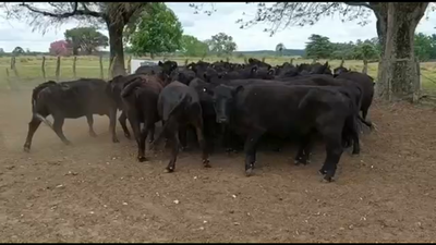 Lote 30 Vacas de invernar en Concordia, Entre Ríos