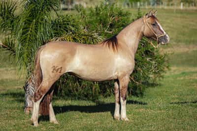 Lote Tobogan Gamuza