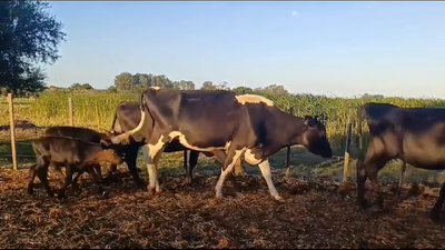 Lote (Vendido)6 Piezas de cría HO - HO/ AA en PIEDRA CHATA
