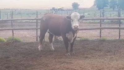 Lote Toros POLLED HEREFORD en YOUNG