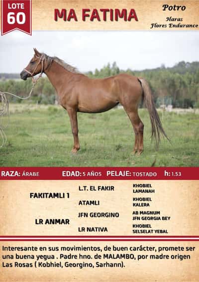 Lote MA FATIMA