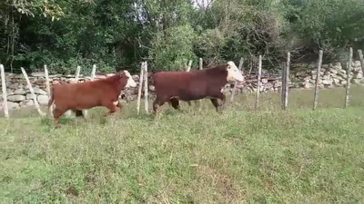  MIXTOS