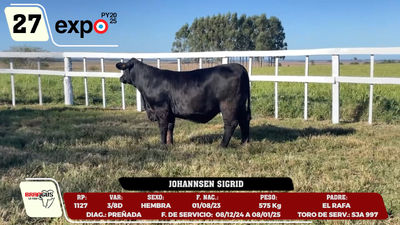 Lote LOTE 27