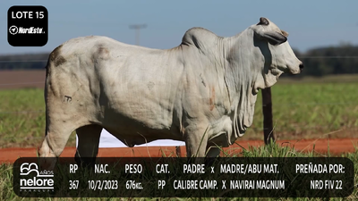 Lote LOTE 15