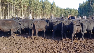 Lote VACAS/VAQUILLONAS INVERNADA