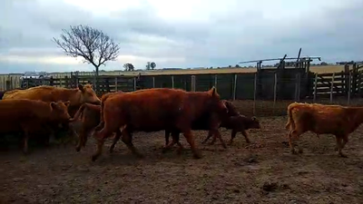 Lote 18 Vacas nuevas Preñadas en Pirovano, Buenos Aires