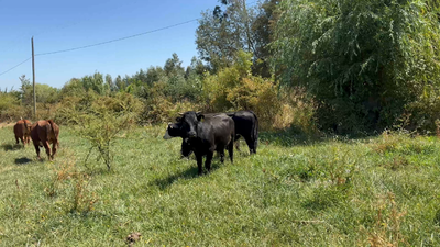 Lote 25 Novillo Engorda en San Clemente, VII Región Maule