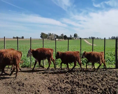 Lote (Vendido)30 Terneras 16 RA X HE,  3 HE,  1 AA X HE,  1 CH,  1 CH X HE,  8 RA 131kg - , Colonia