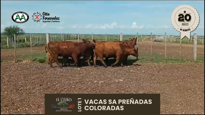 Lote 6 Vientres SA, Artigas