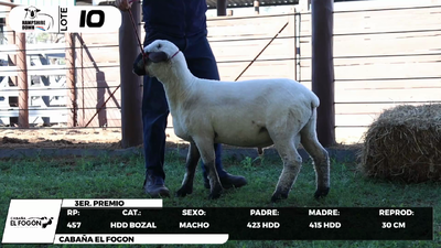 Lote LOTE 10- BOZAL