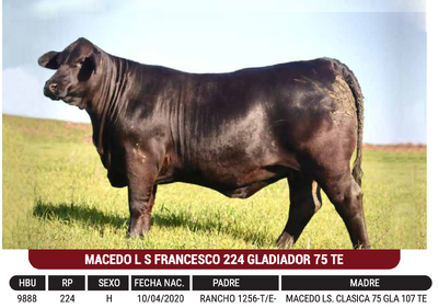 Lote "CABAÑA MACEDO" - MACEDO L S FRANCESCO 224 GLADIADOR 75 TE