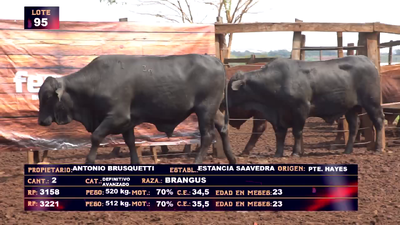 Lote ANTONIO BRUSQUETTI - LOTE 95 - EN VIVO