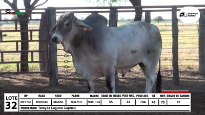 Lote Lote 32