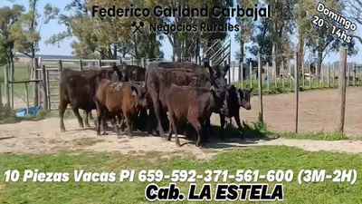 Lote 10 Piezas de cría ANGUS en OMBUES DE LAVALLE