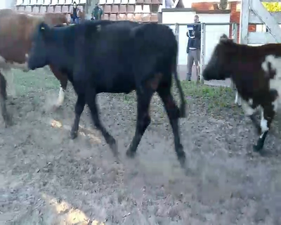 Lote 5 Vacas  en Esquina, Corrientes