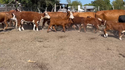 Lote 41 Vacas nuevas C/ cria en Entre Ríos, Durazno