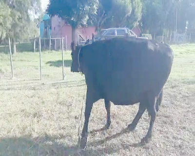 Lote Vacas de Invernada ANGUS 600kg - , San José