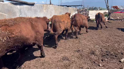 Lote 23 Novillo Gordo en Mostazal, VI Región O-Higgins