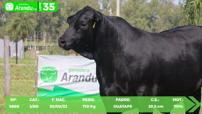 Lote LOTE 35