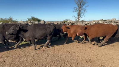 Lote 80 Vaquillonas más de 2 años en Costas del Parao, Cerro Largo