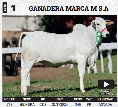 Lote LOTE 1 - BOZAL